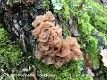 Phaeotremella frondosa-amf166-1